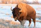 USA, Colorado, Denver. Bison grazing edge of auto tour road Rocky Mountain Arsenal NWR. Art Print